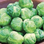 Brussels Sprouts, Octia