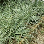 Carex Everest Grass