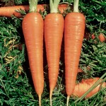 Carrot Danvers 126 Half Long Organic