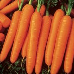 Carrot Scarlet Nantes Organic