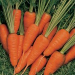 Carrot Short N Sweet