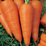 Carrot Sweet Treat Hybrid