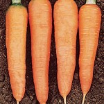 Carrot Touchon