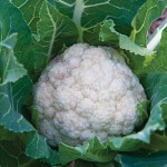 Cauliflower, Attribute Hybrid