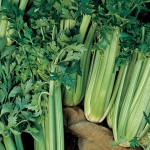 Celery Tall Utah 52-70R Improved