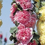 Chaters Pink Hollyhock