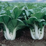 Chinese Cabbage Pak Choi Joi Choi Hybrid