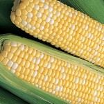 Corn Ambrosia Hybrid