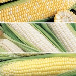 Corn Breeder’s Trio Collection