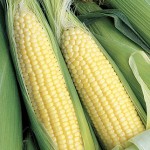 Corn Breeders Choice Hybrid