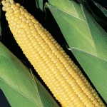 Corn Early And Often Hybrid