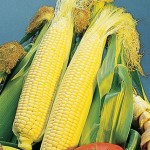 Corn Golden Bantam Organic