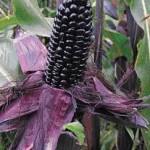 Corn Suntava Full Season Purple Hybrid