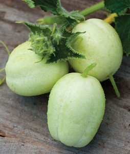 Cucumber Crystal Apple | Garden Seeds and Plants