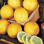 Cucumber Lemon