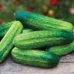 Cucumber Pick-a-Bushel Hybrid