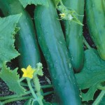 Cucumber Sweet Marketmore Organic