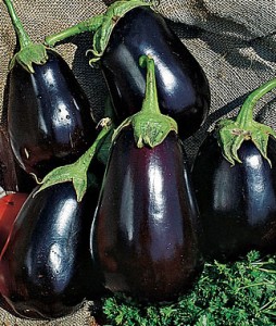 Eggplant Black Beauty | Garden Seeds and Plants