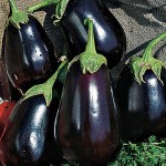 Eggplant Black Beauty Organic