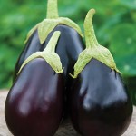 Eggplant Early Midnight Hybrid