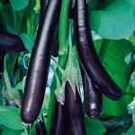 Eggplant Long Purple Organic