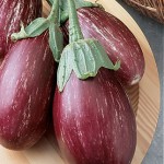 Eggplant Purple Rain Hybrid