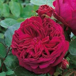 Falstaff Rose