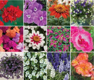 Garden Ready Flower Plants | Garden Seeds and Plants