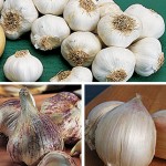 Garlic Burpee’s Best Collection