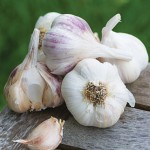 Garlic Burpee’s Best Spring Collection