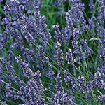 Grosso Lavender