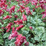 King of Hearts Dicentra
