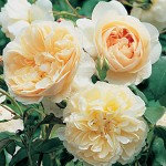 Lichfield Angel English Rose