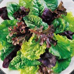 Mesclun Sweet Salad Mix