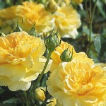 Molineux English Rose