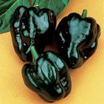 Pepper Hot Poblano – Ancho