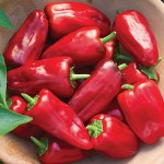 Pepper Hot Sweet Heat Hybrid