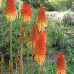 Red Hot Poker Tritoma Seeds