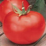 Tomato Better Boy Hybrid