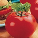 Tomato Big Beef Hybrid
