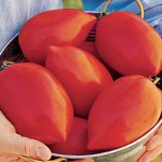 Tomato Big Mama Hybrid