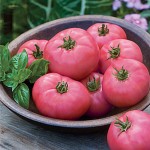 Tomato Big Pink Hybrid