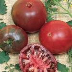 Tomato Black Krim