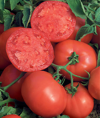 Tomato BushSteak Hybrid | Garden Seeds and Plants