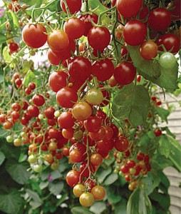 Tomato Cherries Jubilee | Garden Seeds and Plants