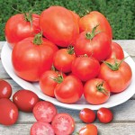 Tomato Collection, Burpee’s Sampler