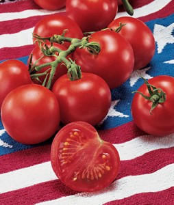 4th Of July Tomato Plants