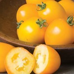 Tomato Golden Mama Hybrid