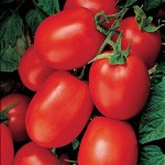Tomato Health Kick Hybrid