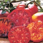 Tomato Heirloom Taste Collection